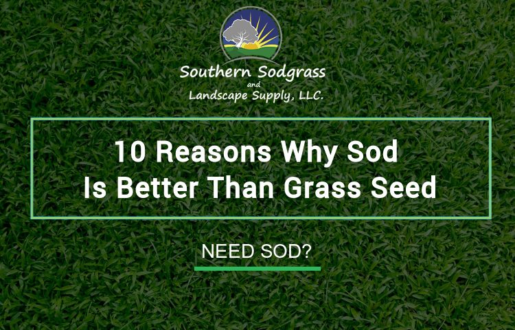 Why is sod better than grass seed?