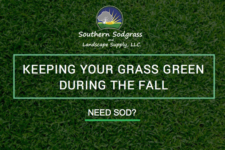 Keeping Your Grass Green During the Fall Southern Sodgrass