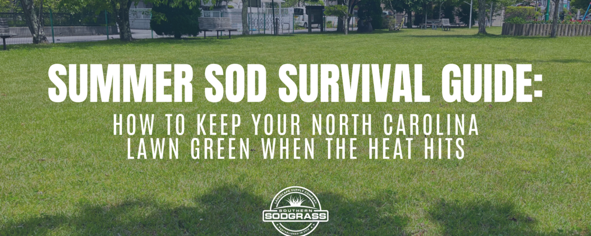 Summer Lawn Care